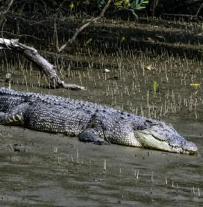 A giant crocodile having rest on sundarban river bank