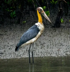 Adjutant Stork of Sundarban