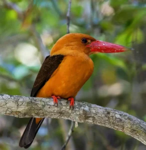 Kingfisher of Sundarban