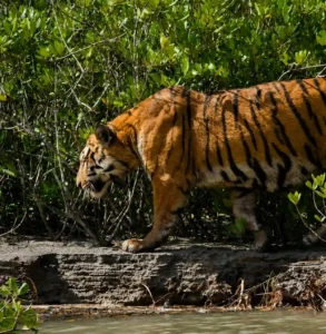 Royal Bengla Tiger Royal Walking of in Sundarban