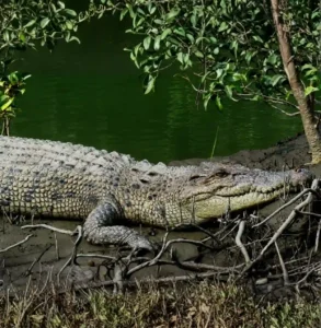 Sundarban Crocodile Comming Upward of River Bank