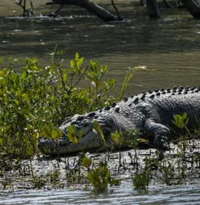 Sundarban Crocodile Laying on the river bank