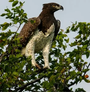 Sundarban Eagle Sitting on the Tree