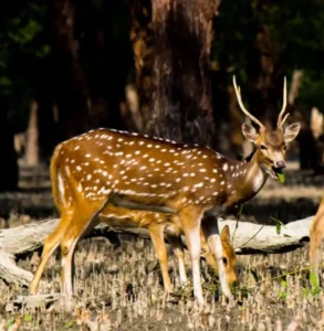 Sundarban Wild Deer with a baby deer